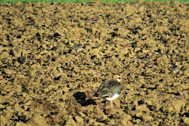 Kibitze, die hier überwintert haben.