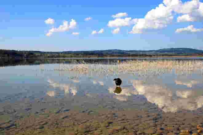 Stimmungen und Spiegelbilder vom Wallersee