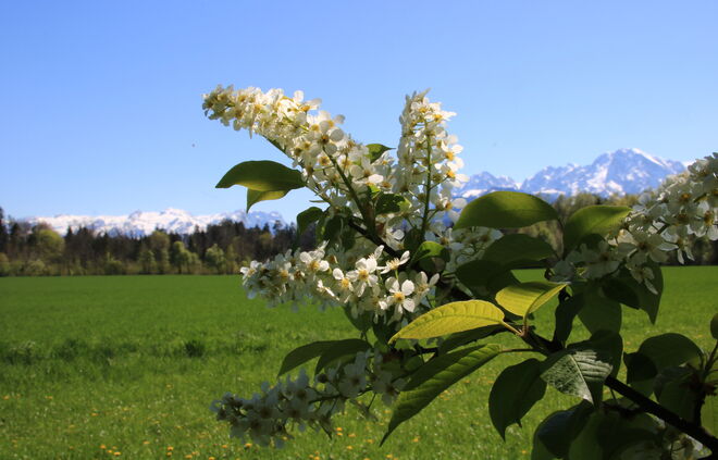 Herrlich duftende Traubenkirsche