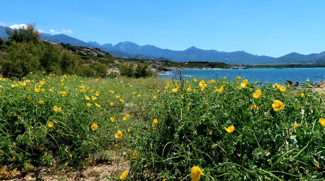 Flora der Küstenlandschaft