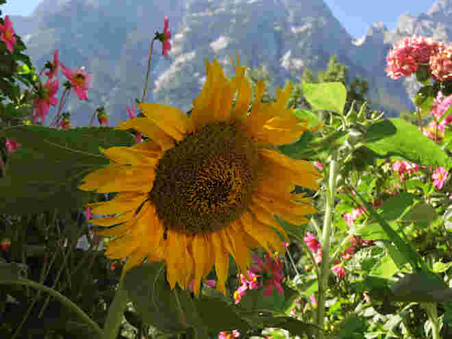 Sonnenblume