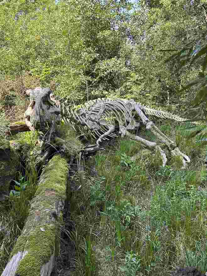 Tyrannosaurus Rex im Bayrischen  Wald 