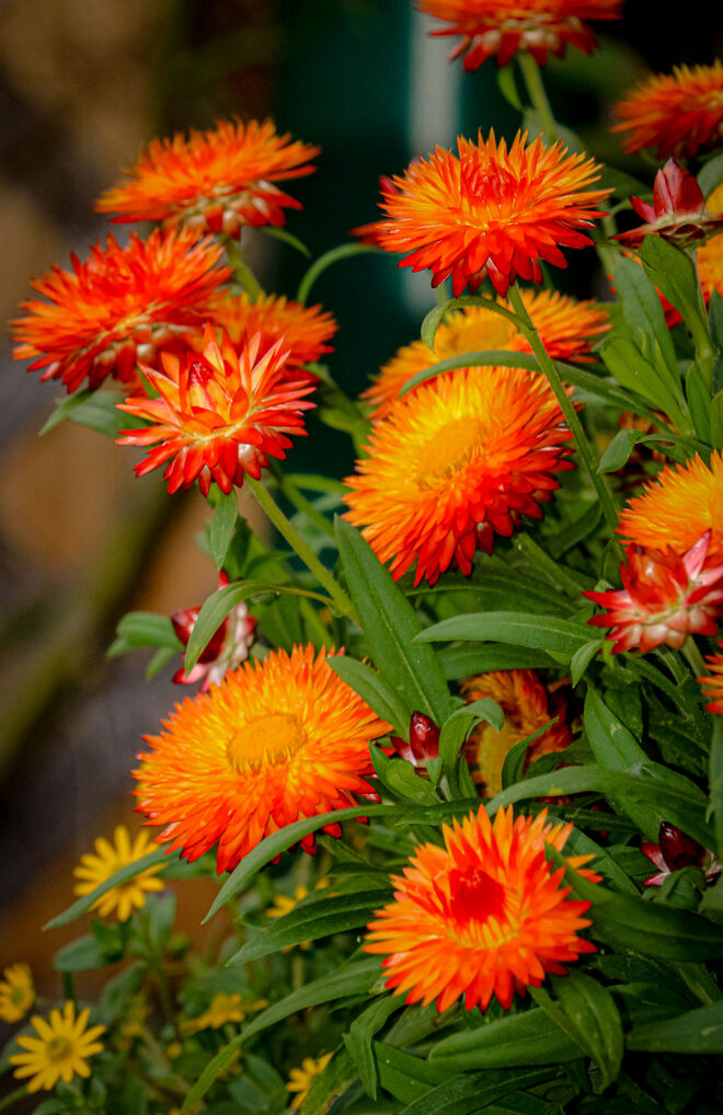 Farbenfroher Spätsommer