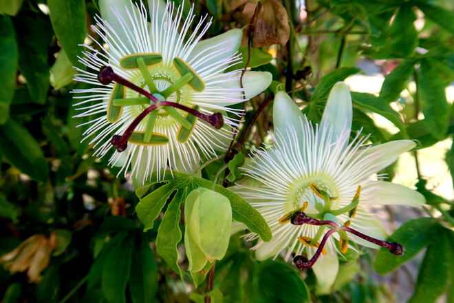 Im Garten der Naturfreunde