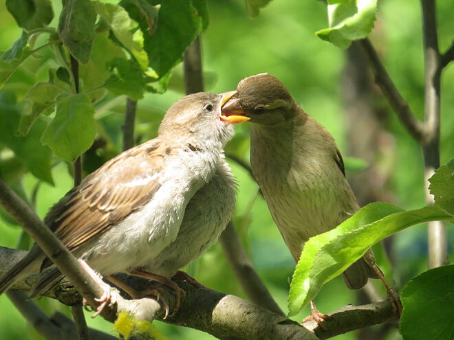 Es wird fleißig gefüttert.