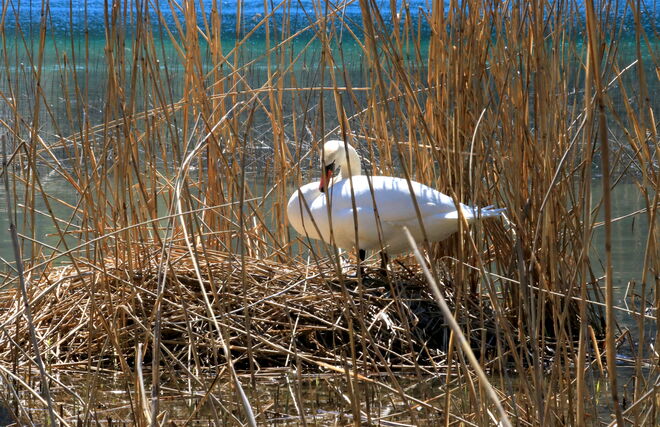 Das Nest wär einmal fertig....