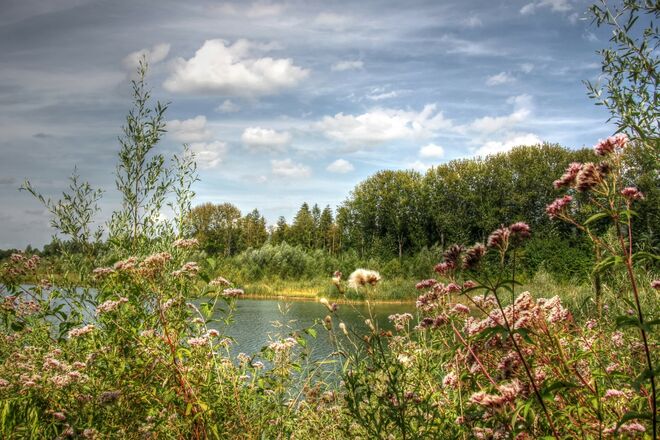 Blühende Weitwörther Au 