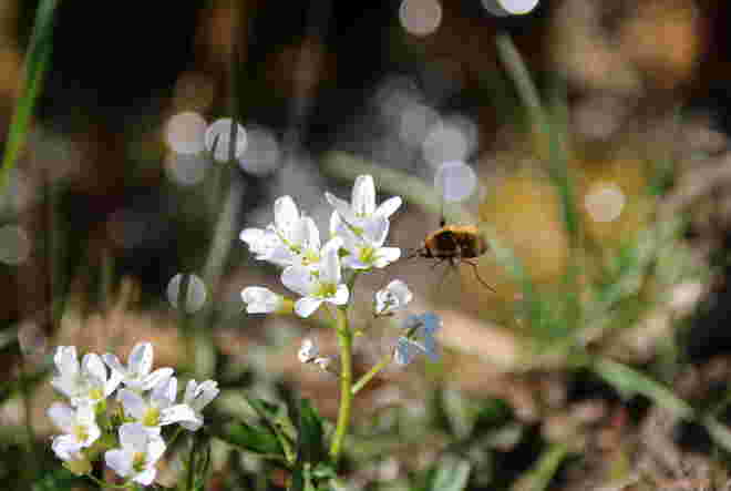 Wiesenschaumkraut mit Taubenschwänzchen