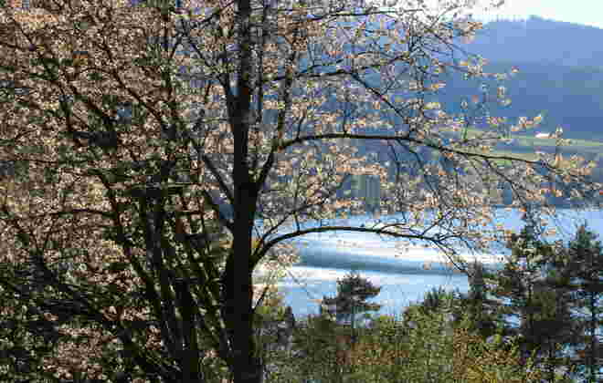 Hinauf in den blühenden Baum und Frühling mit Seeglitzern genießen