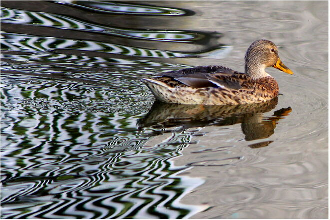 * musterhaftes Schwimmen ;-) *