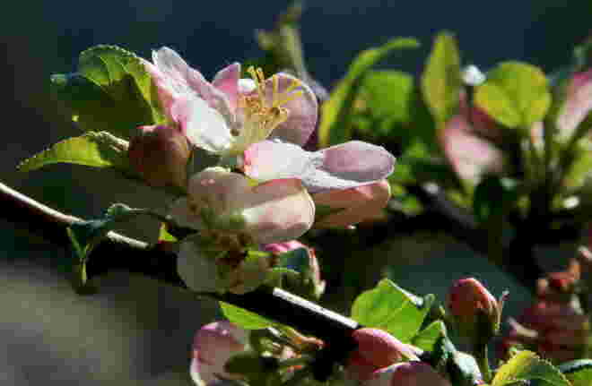 Blüte eines wilden Apfelbaumes 