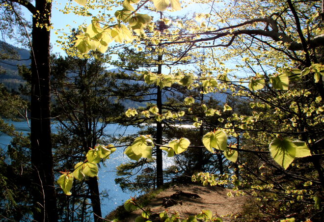 Junges Buchenlaub leuchtet in der Sonne