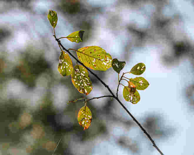 Der Herbst macht sich bemerkbar...