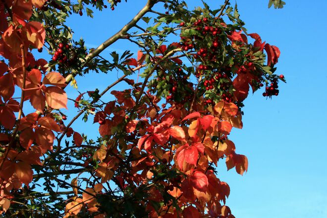 Strahlendes Herbstrot