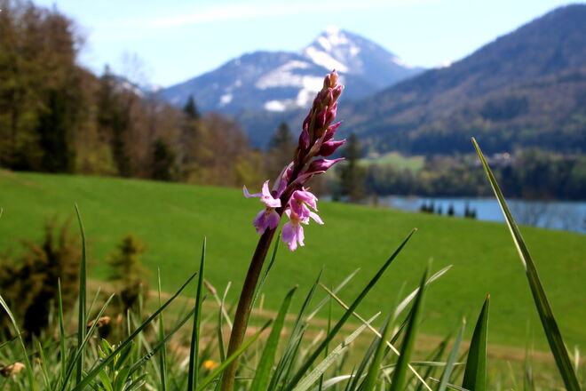 Wie Hannes auch - ein erstes Knabenkraut entdeckt.....