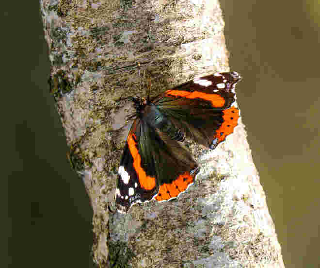 Ein Admiral flattert durch den Birkenwald...