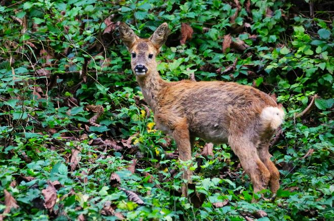 Besuch am Sonntagmorgen