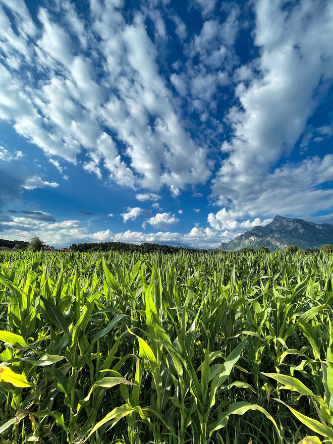 Und am Himmel ziehen die Wolken