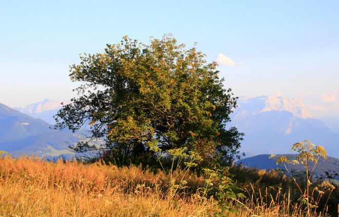 Abendstimmung am Gaisberg