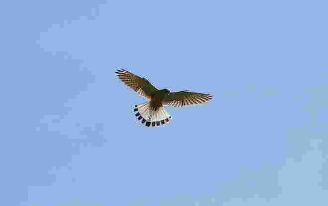 Falke beim Rüttelflug