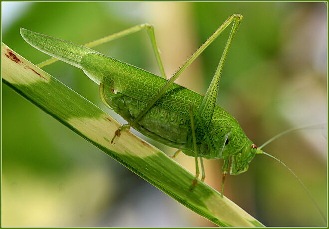 * auf meinem Schilf gelandet *
