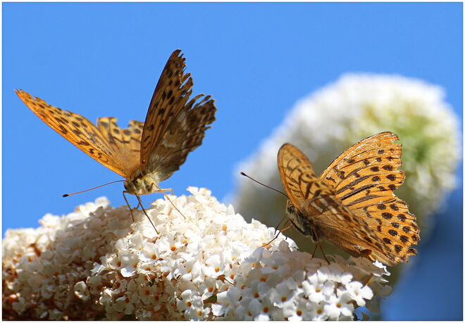 * noch ein letzter Sommertanz *