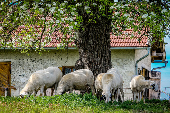 Frisches Gras schmeckt so gut...