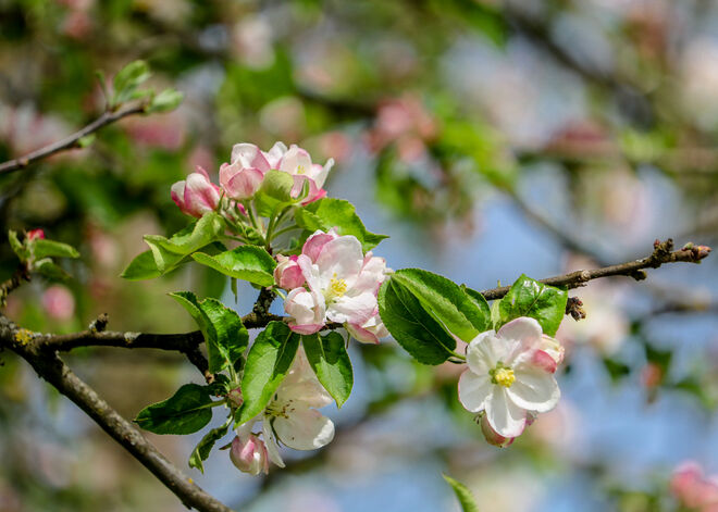 Herrliche Apfelblüten...