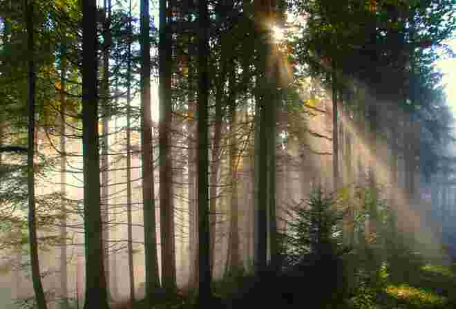 Sonnenstrahlen im Novemberwald