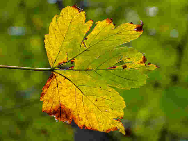 Herbstblätter