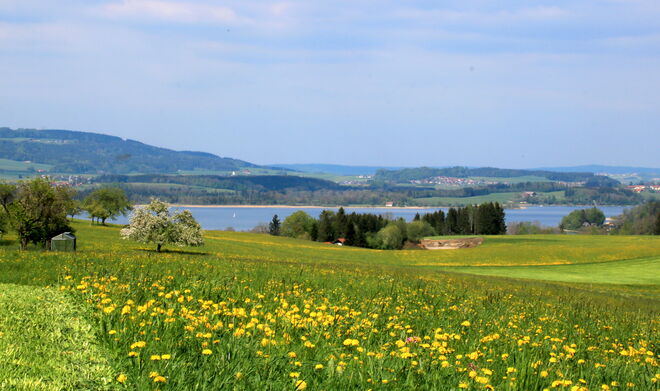 Über die Frühlingswiesen g'schaut