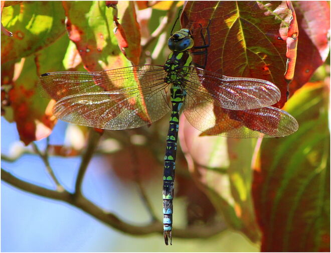 * Herbstbehang ;-) *