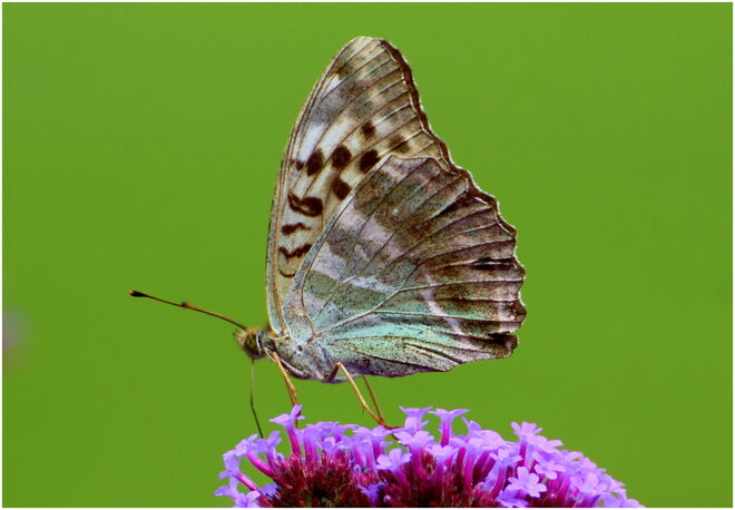 * die Frau des Kaisermantels *