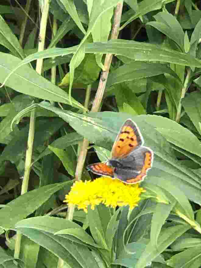 Ein seltener  Gast in unserem Garten