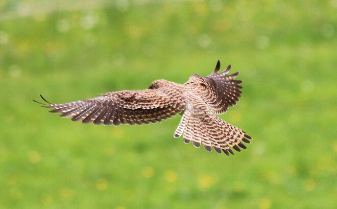 Maus, Maus komm heraus.....