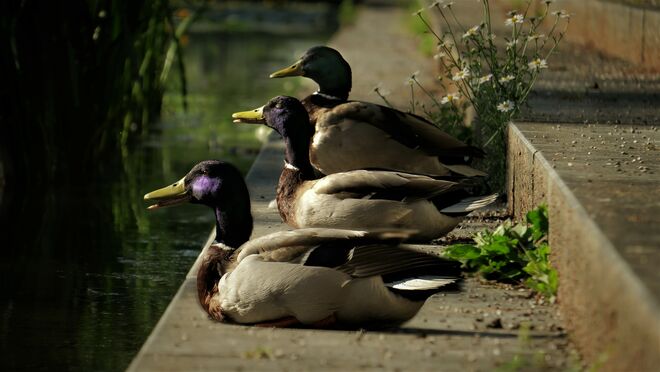 Sie genießen die letzten Sonnenstrahlen