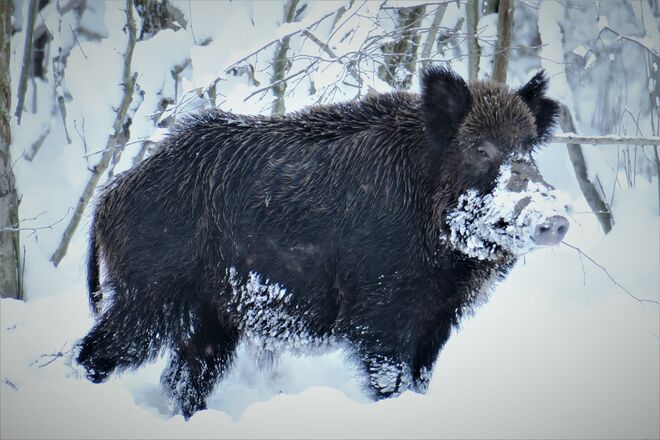 Imposantes Borstentier