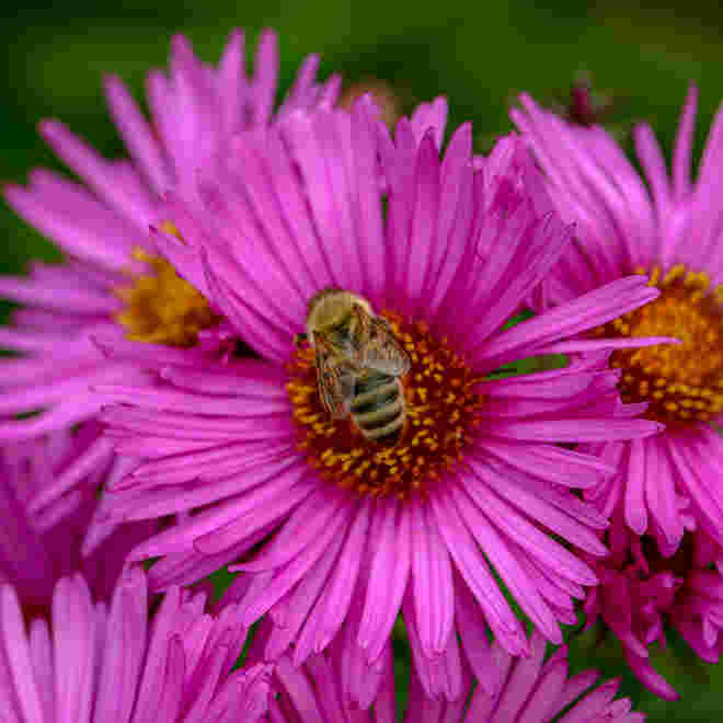 Noch sind ein paar Bienen unterwegs...