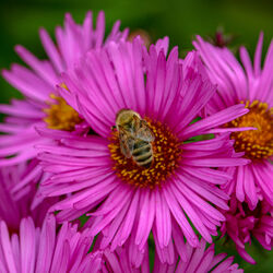 Noch sind ein paar Bienen unterwegs...
