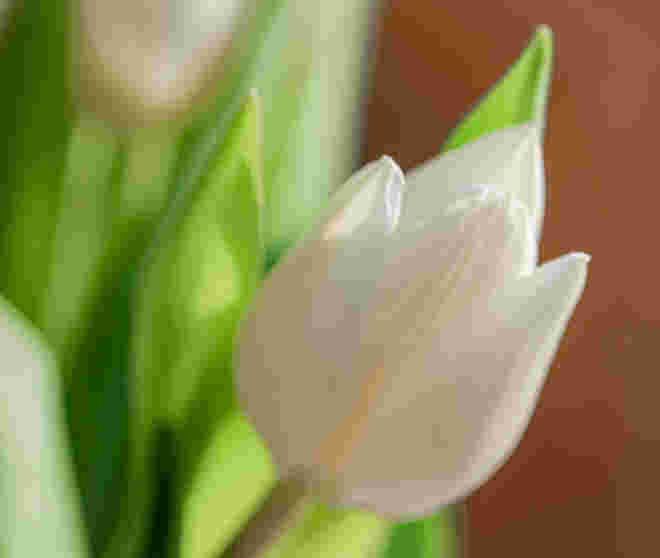 Die ersten Tulpen...