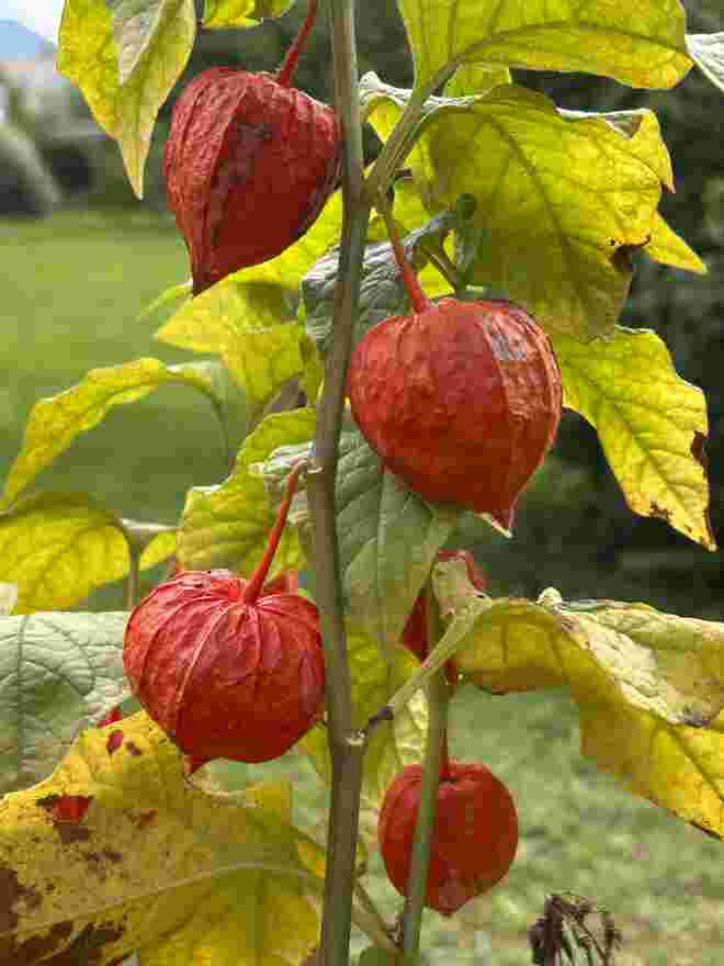 Der Herbst grüßt 