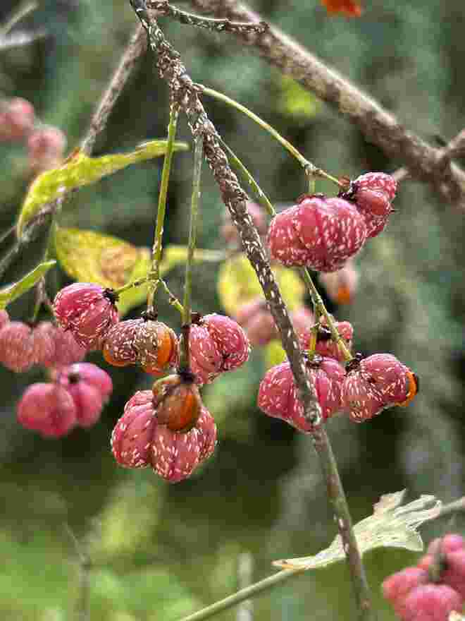 Roter Herbst