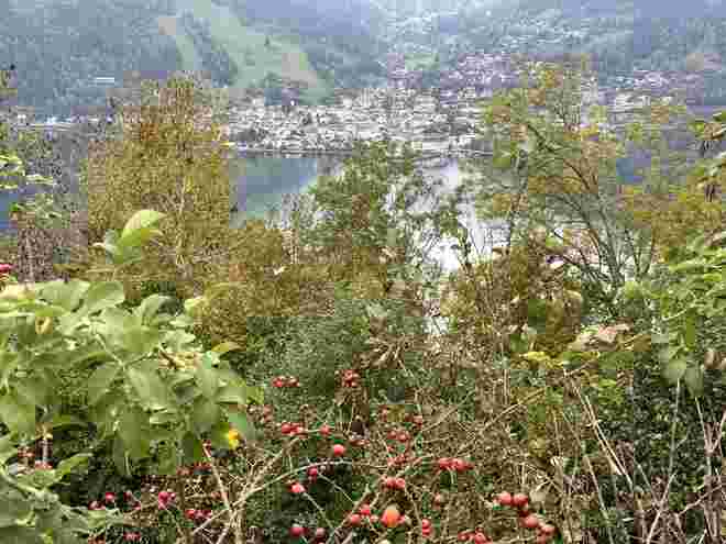 Herbstliches  Zell am See !