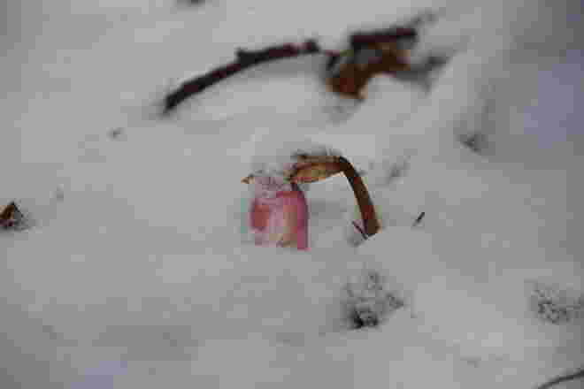 ...der Frühling kommt bestimmt...