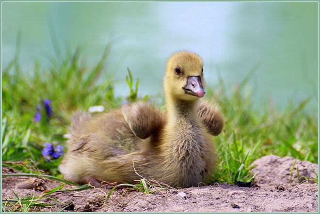 * bald kann ich mitfliegen *