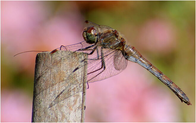 * zarter Abschied vom sommerlichen Wetter *