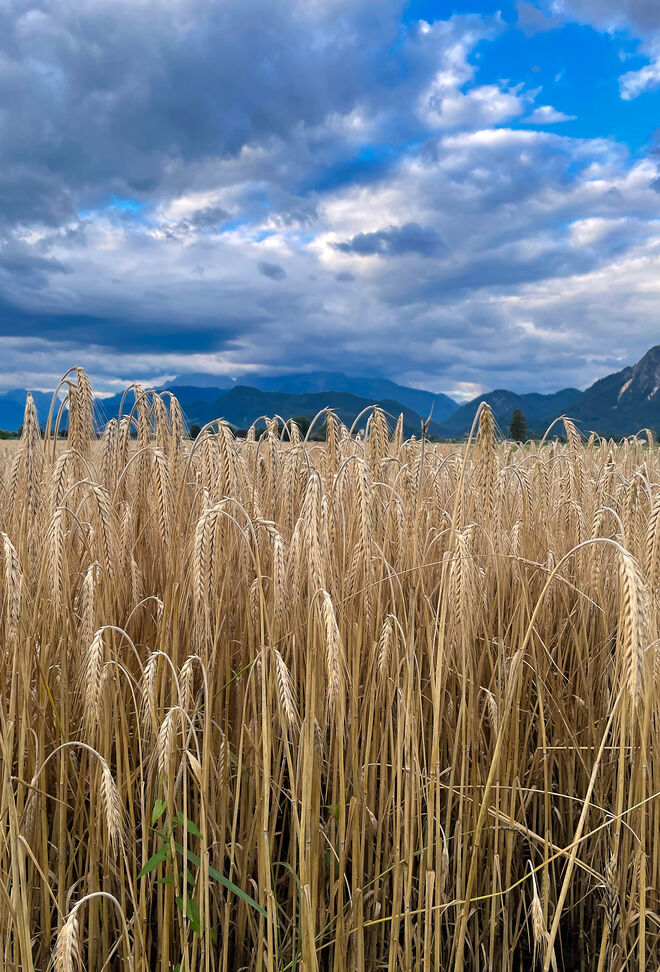 Warten auf den Mähdrescher