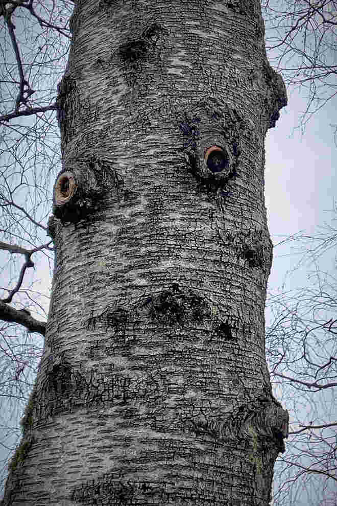Baumgesicht