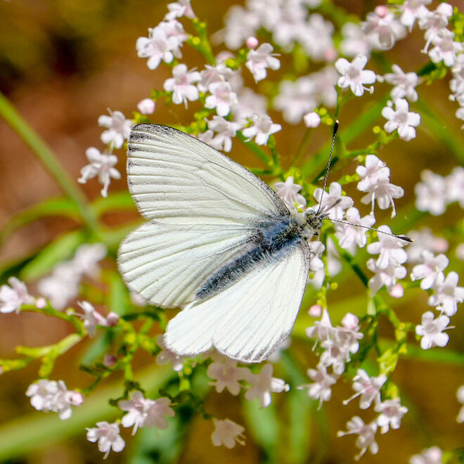 Sonnenschein und kleine Blümchen...