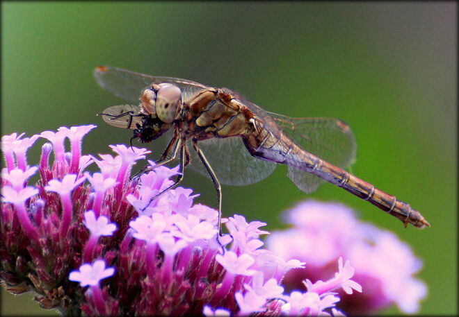 * kleine Libelle mit großem Hunger *